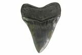 Fossil Megalodon Tooth - Georgia #144304-1